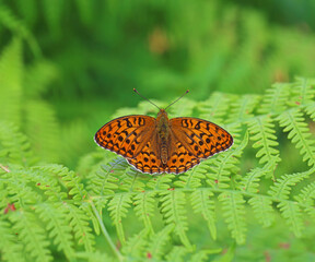 White Pearl butterfly / Boloria euphrosyne