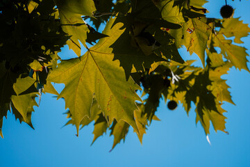 Sycamore leaves with blue sky background and sun reflections
