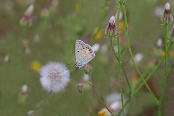 Polytheist Blue butterfly / Polyommatus icarus