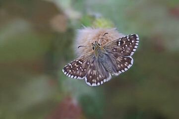 Aegean Hoppin butterfly / Pyrgus melotis