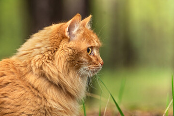 Naklejka na ściany i meble portrait red fur cat in green summer grass with sun glare in background