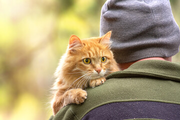 tourist man in a hat hugs a fluffy red cat with sun glare