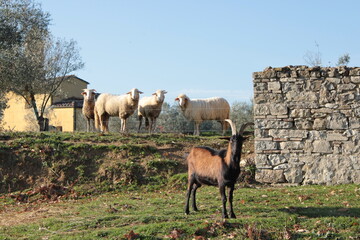 Naklejka na ściany i meble vecchio cimitero di campagna nel chianti trasformato in ricovero per pecore e capre