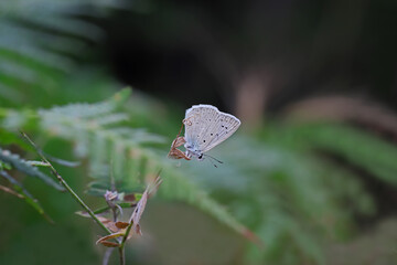 Polygrey Dafnis butterfly / Polyommatus daphnis