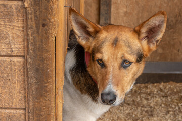Obraz premium closeup portrait sad homeless abandoned brown dog outdoor