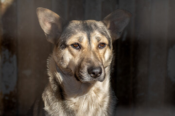 closeup portrait sad homeless abandoned colored dog outdoor