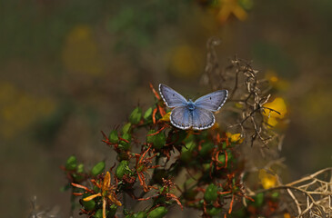 Multi-eyed Balkan Blue butterfly / Polyommatus anteros
