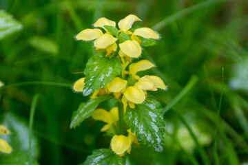 キバナオドリコソウ！
日本の野生種オドリコソウの仲間ですが、西アジアからヨーロッパが原産で、園芸用に日本に入ってきたらしいです。