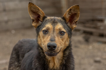 closeup portrait sad homeless abandoned colored dog outdoor