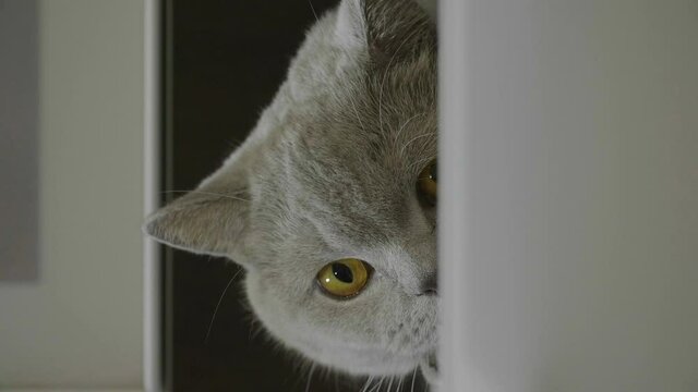 Cute silly cat peeking from around the corner. Big fluffy cat peeks out the corner. Cat hid on a shelf and peeps out. Cat looking funny.
