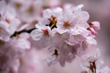 桜、咲く！
咲き始めた頃より中心部の条線や蕊が赤くなって来ると一気に散り始めます。
日本人の心の拠り所なのかもしれません。