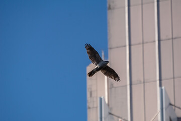 東京の高層ビルとタカ！
高層ビルの立ち並ぶ東京の都市公園の上空を飛ぶオオタカ！
一時は各地で絶滅を危惧されたオオタカが、都市部の環境に順応して少しずつ個体数が増えているようです。
オオタカが都市部で個体数回復している背景には、彼等の順応の他にその場所の動植物を優しむ見守る人たちの思いもあるのかも知れません。
人と自然の共存出来る環境をこれからも守っていきたい！
