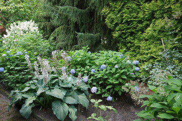 Obraz premium Funkien im Schattengarten und Botanischer Garten als Traumgarten und märchenhaften Park