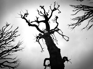 tree house in the park