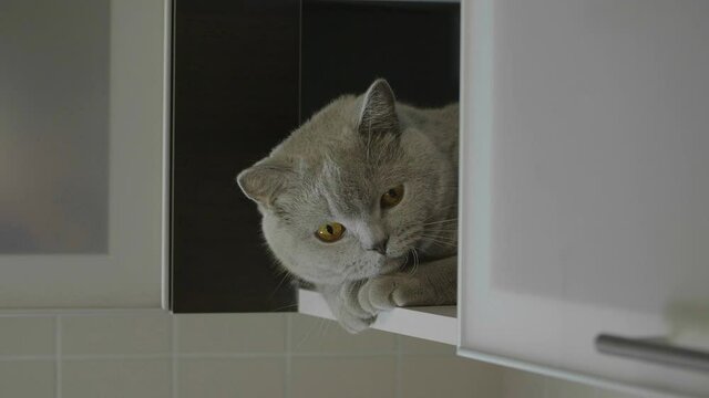 Cute silly cat peeking from around the corner. Big fluffy cat peeks out the corner. Cat hid on a shelf and peeps out. Cat looking funny.