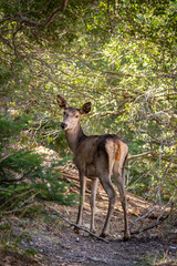 Red deer (Cervus elaphus C. e. hippelaphus) in Parnitha mountain, Greece