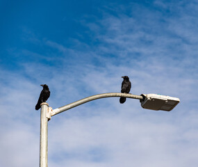 USA, Arizona, rest area on interstate, 12 of November 2020, birds are having rest looking for food from the top.
