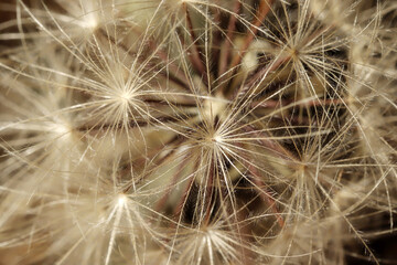 Dandelion seeds in nature. Nature background.