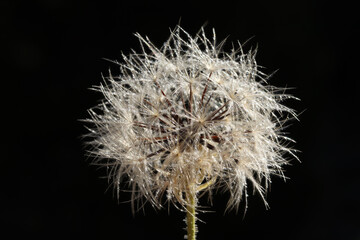 Dandelion seeds in nature. Nature background.