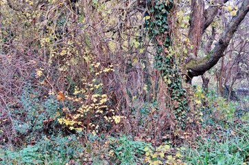 Herbstlicher Stadtpark, Würzburg