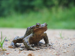 Sitting frog