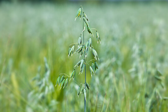 Saat-Hafer, (Avena sativa)