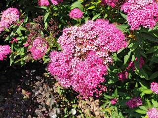 Obraz premium Bush of pink Spiraea or Spiraea japonica flowers.