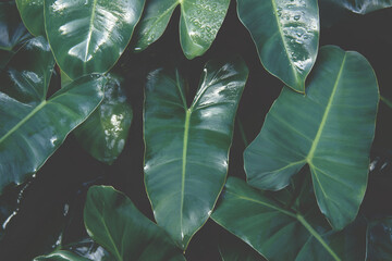 Lush Tropical Leaves of Burle Marx Philodendron Plant in Dark Tone Color Natural Green Pattern...