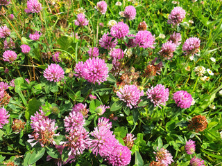 Pink flowers trifolium in bloom in the park.