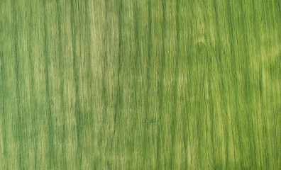 Green agricultural field