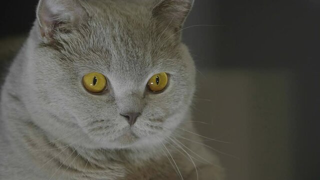 Close up portrait of a big fluffy british cat looking around. Cat looking funny.