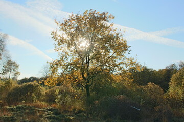 Fototapeta premium autumn moments of Germany Europe