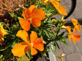 Orange flowers viola wittrockiana or viola tricolor as decoration on the street.