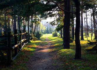 Fototapeta premium forest landscape