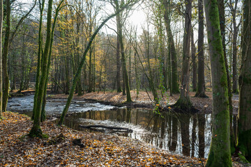 Wald in Odenthal | Bäume am Bach im Herbst