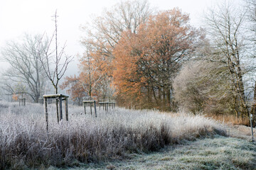 Beautiful foggy Bavarian Weather as protected newly-planted young trees line up in front of Autumnal colours