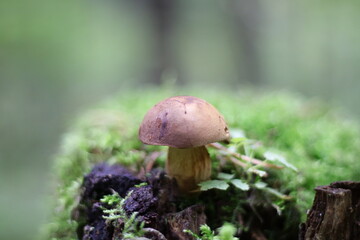 forest mushrooms