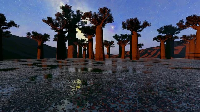  Baobab trees at dawn in Madagascar