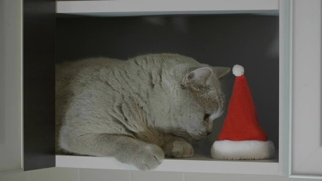 Big fluffy and lazy  british cat sit near the red christmas hat. Animal portrait of cat in red christmas hat. Close-up of cat's happy face. British cat celebrate Christmas and New Year. 