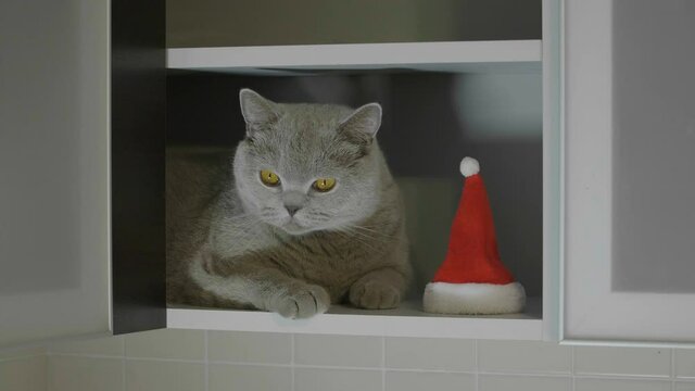 Big fluffy and lazy  british cat sit near the red christmas hat. Animal portrait of cat in red christmas hat. Close-up of cat's happy face. British cat celebrate Christmas and New Year. 