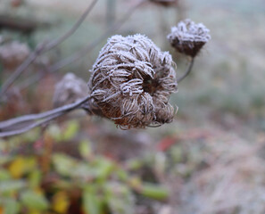 Frozen Daucus carota, whose common names include wild carrot, bird's nest, bishop's lace, and Queen Anne's lace The first frosts, cold weather, frozen water, frost and hoarfrost. Early winter.