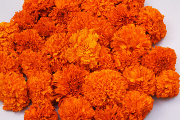 orange marigold flower  group background