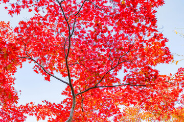 箱根美術館の紅葉