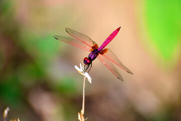 Beautiful multi-colored dragonfly on a flower