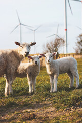 Osterlämmer im Marschland rund um Büsum / 100420...*** Easter lambs in tidal marsh around Büsum , Germany - 10 Apr 2020 ***