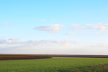 Naklejka premium Background the sky is blue, the clouds are beautiful from nature.Green field with sprouted wheat. Argonomy.