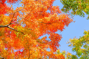 箱根美術館の紅葉