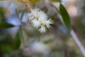 White flower of Melaleuca cajuputi Powell, Cajuput tree, paper bark tree or swamp tea tree with...
