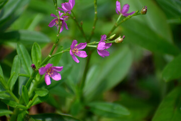 Macro of a very small flower of purslane