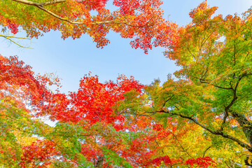 箱根美術館の紅葉　神奈川県箱根強羅
